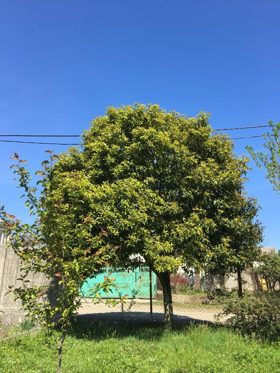 Homestay In Batumi Дом В Чакви Exterior photo